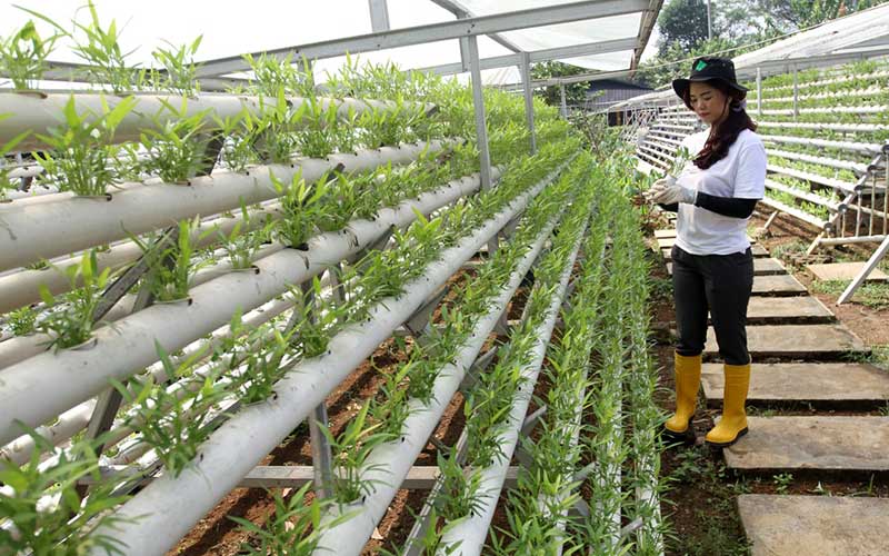 Potret Rennita Yang Merubah Hobi Tanaman Hidroponik Menjadi Sumber Penghasilan