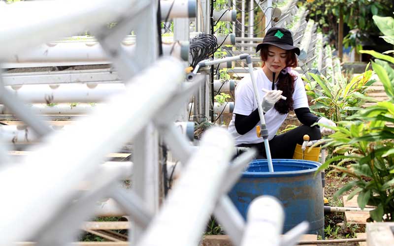 Potret Rennita Yang Merubah Hobi Tanaman Hidroponik Menjadi Sumber Penghasilan