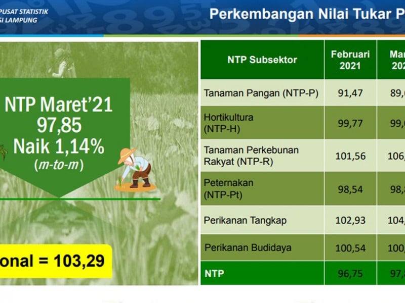 Harga Gabah di Lampung Turun, Tapi Nilai Tukar Petani Naik