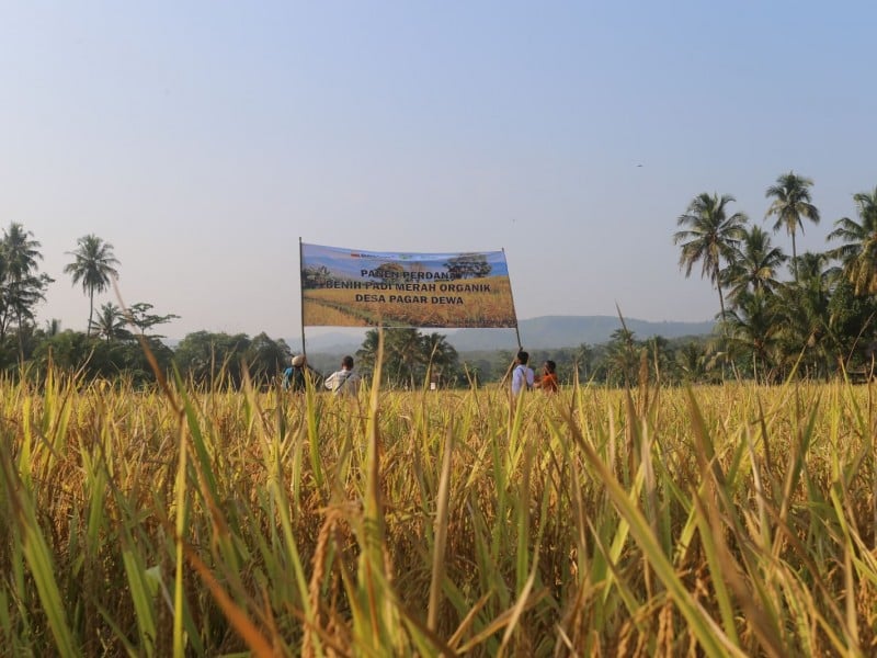 Bukit Asam Sejahterakan Petani Lewat Budidaya Beras Organik