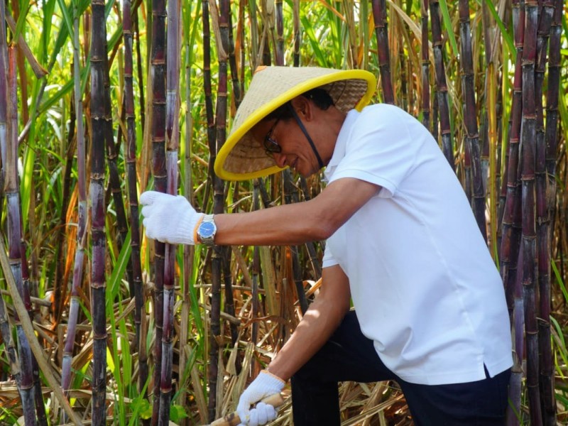 Jalankan Program Agrosolution, Pupuk Kaltim Panen Raya Tebu di Sleman