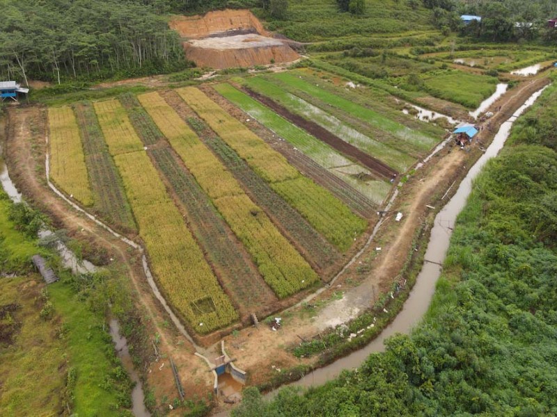 Areal program pendampingan budi daya sawah surjan yang digagas PT Pupuk Kalimantan Timur (Pupuk Kaltim) bagi Kelompok Tani Qoryah Mubarokah di Desa Suka Rahmat, Kabupaten Kutai Timur./JIBI-Istimewa