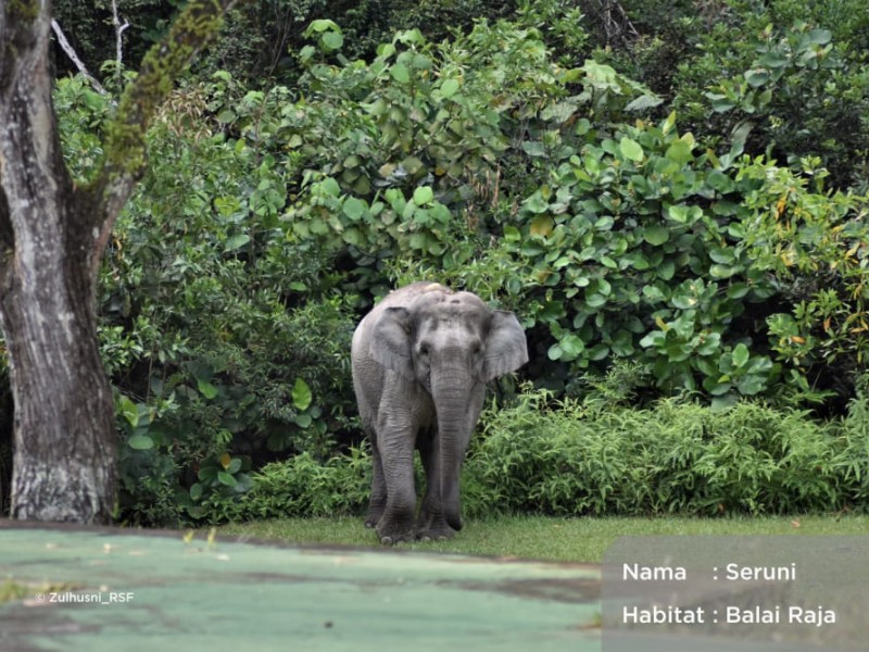 Hari Hutan Sedunia, Ikhtiar PHR Jaga Rimba Raya dan Populasi Gajah Sumatra