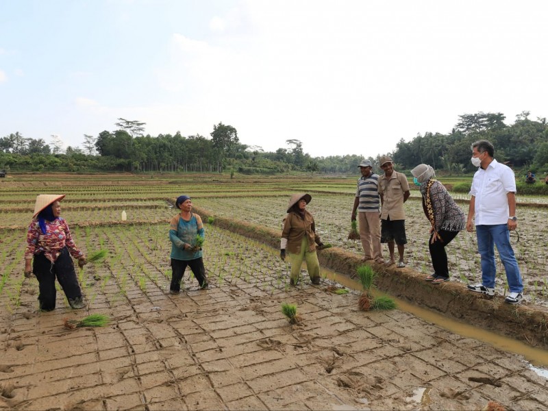 Upaya Nyata BRI Dukung Ketahanan Pangan di Era New Normal