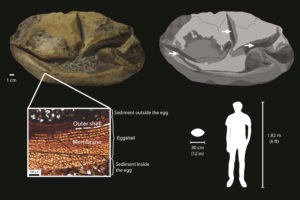 Ilmuwan Pastikan Fosil di Antartika Adalah Telur Reptil Raksasa Seukuran Dinosaurus