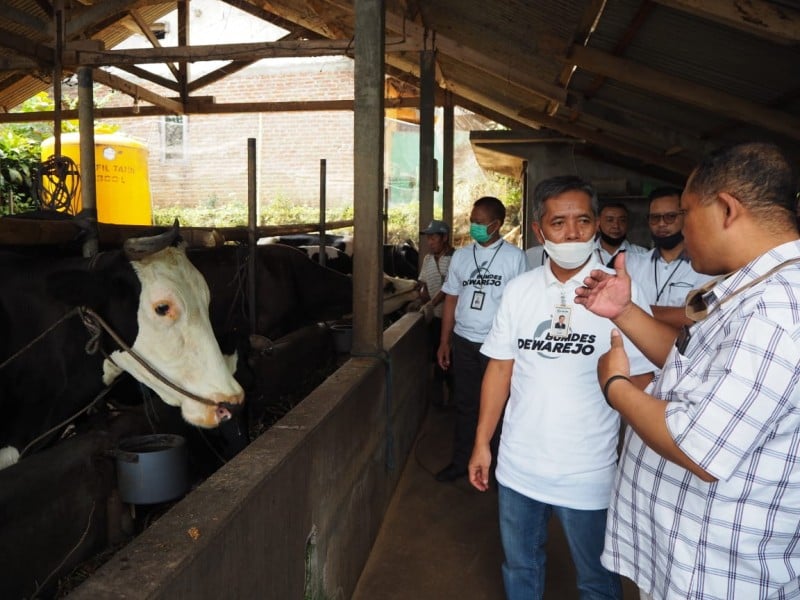 Lagi! Perkuat Ketahanan Pangan di Kediri, BRI Dukung Peternak Sapi Perah dengan KUR dan CSR BRI Peduli