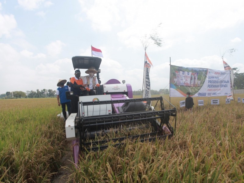 Gagas PKPT, Pupuk Kaltim Berhasil Tingkatkan Produktivitas Padi Petani Jember