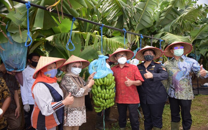 Jembrana Bali Mengembangkan Pisang Cavendish Kualitas Ekspor