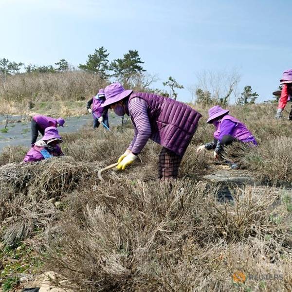 Unik, Pulau di Korea Selatan Ini Serba Berwarna Ungu