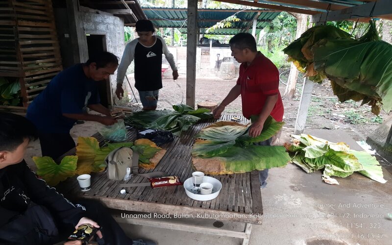 Talas Beneng Jadi Komoditas Ekspor, Petani Bali Perluas Pertanaman