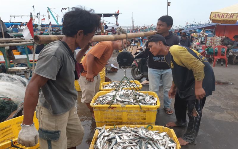 Hiruk Pikuk Bongkar Muat Ikan di Muara Angke Jakarta Utara