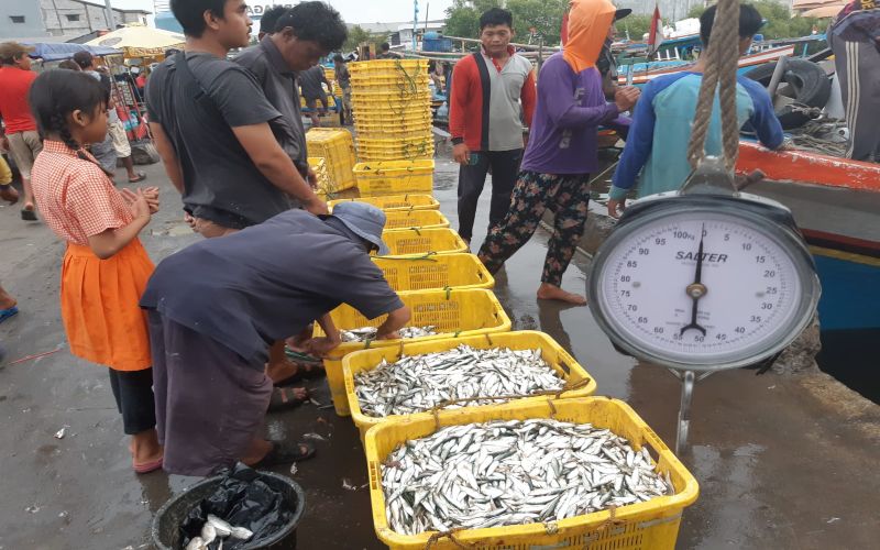 Hiruk Pikuk Bongkar Muat Ikan di Muara Angke Jakarta Utara