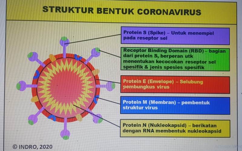 Daripada Panik, Pahami Informasi  Tentang Virus Corona Ini