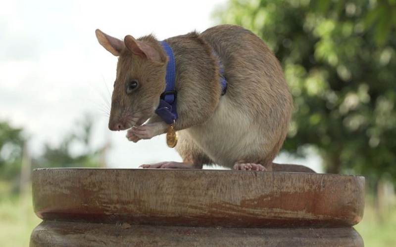 Selamatkan Banyak Nyawa, Tikus Ini Diganjar Medali Emas