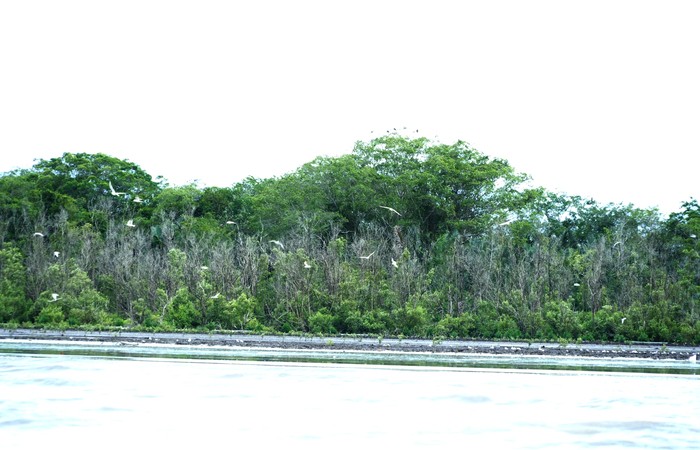 PTBA Dukung Pelestarian Habitat Burung dan Mangrove di Pulau Alanggantang