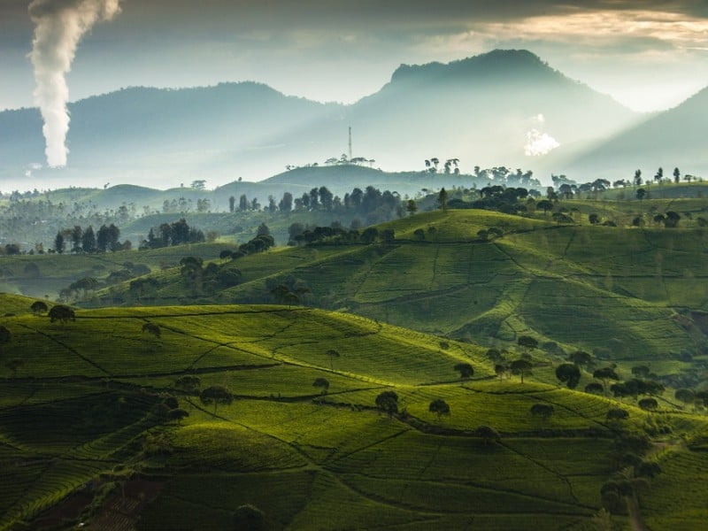 perkebunan teh