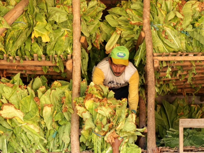 Ada yang Bermain! HJE Rokok 100 Persen Dinilai Tak Tepat