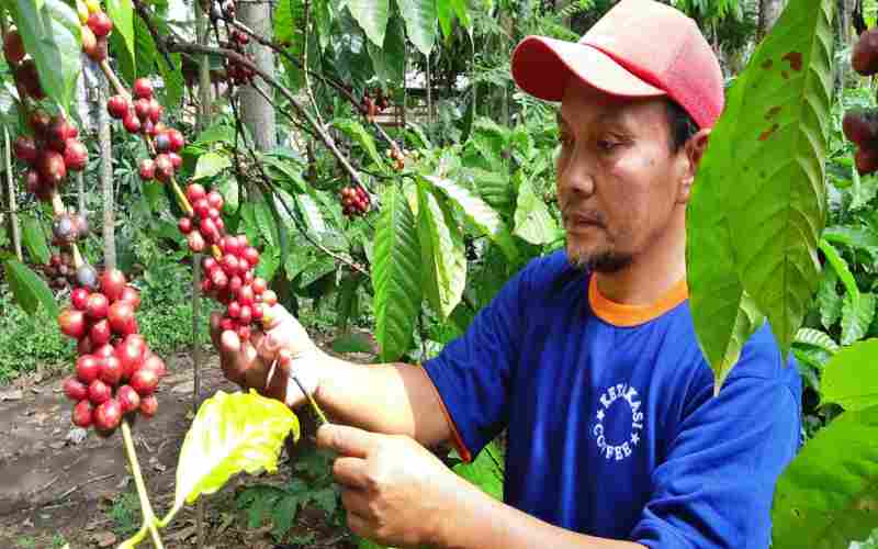 Jelajah Kopi Jatim 2022, Potensi Hasil Bumi Tanah Gumitir