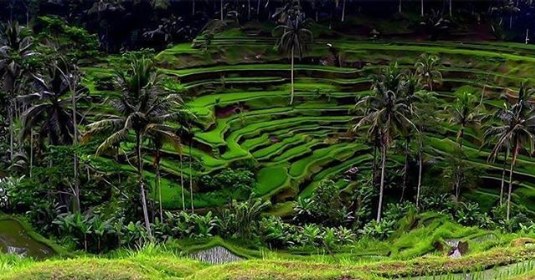 Teras Sawah Tegalalang