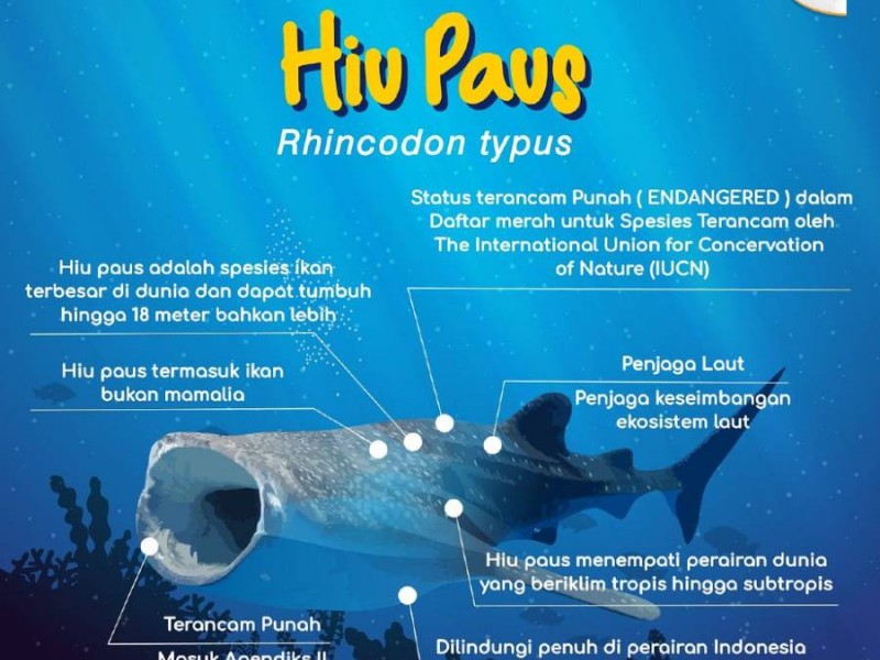 Daftar Daerah Potensial untuk Desa Wisata Ikan Hiu Paus