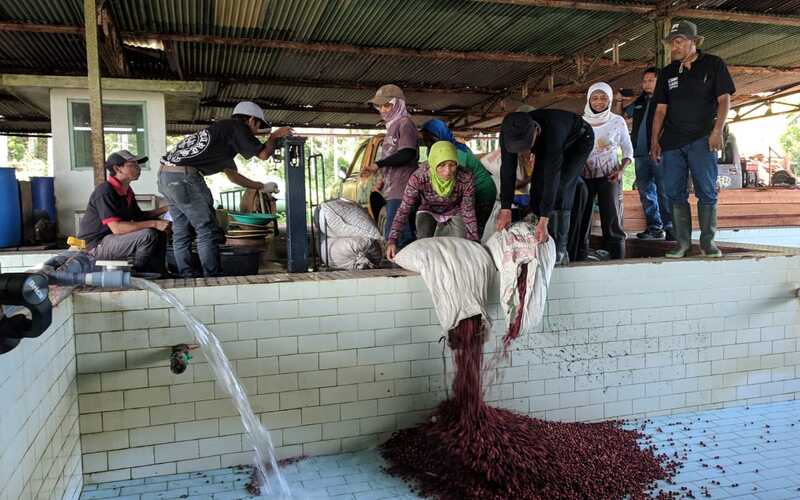 Perkebunan Kawisari, Penghasil Kopi Organik Terbesar