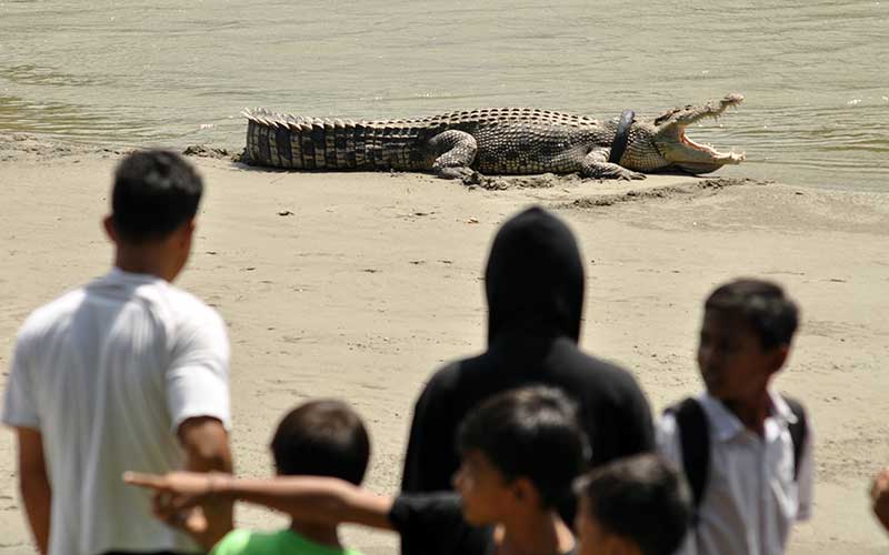 Akhir Cerita Buaya Berkalung Ban di Palu Sulawesi Tengah