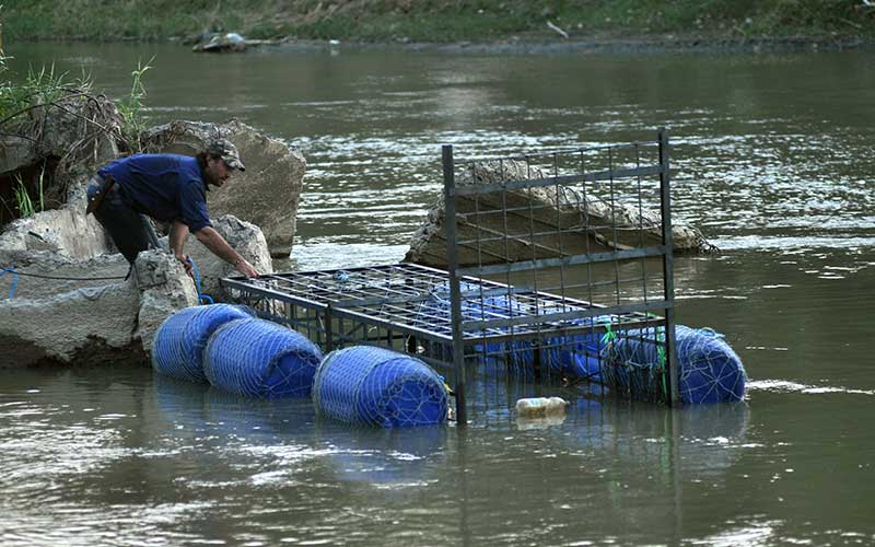 Akhir Cerita Buaya Berkalung Ban di Palu Sulawesi Tengah