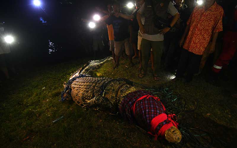 Akhir Cerita Buaya Berkalung Ban di Palu Sulawesi Tengah