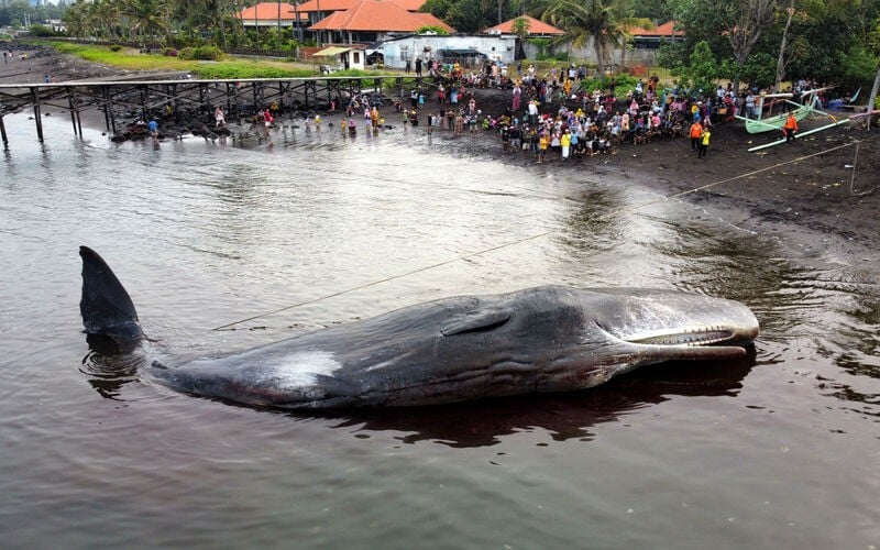 Foto-foto Akhir Tragis Paus Terdampar di Banyuwangi