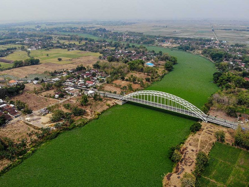 Foto-Foto Sungai Bengawan Solo Dipenuhi Tanaman Eceng Gondok