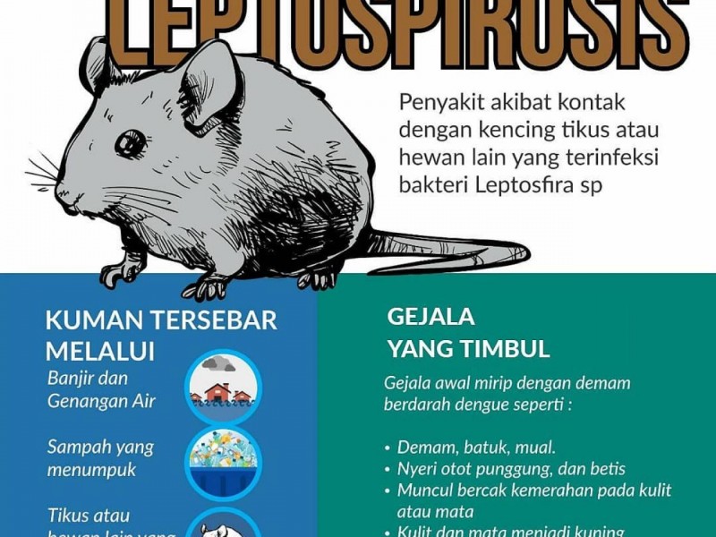 apa itu leptospirosis, gejala leptospirosis