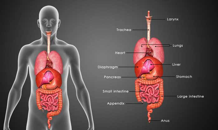 Berapa Sebenarnya Jumlah Organ di Tubuh Manusia