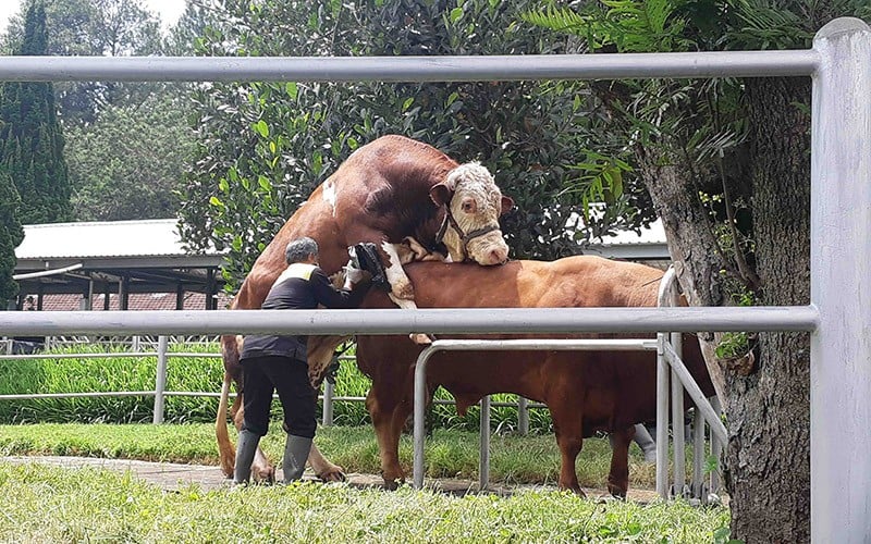 Pangkas Impor, BIB Genjot Produksi Semen Sapi Beku