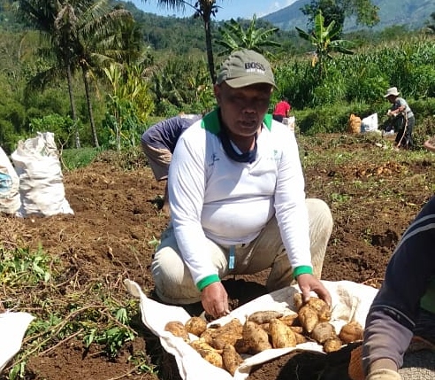 petani tembakau panen ubi jalan istanto