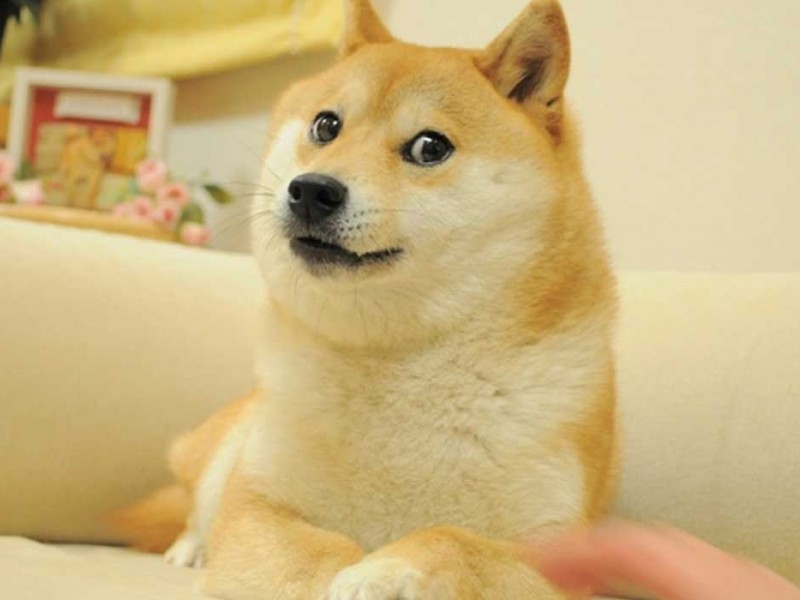 Meme 'Doge' Shiba Inu Kabosu Dijual Rp56 Miliar, Pecah Rekor Nih!