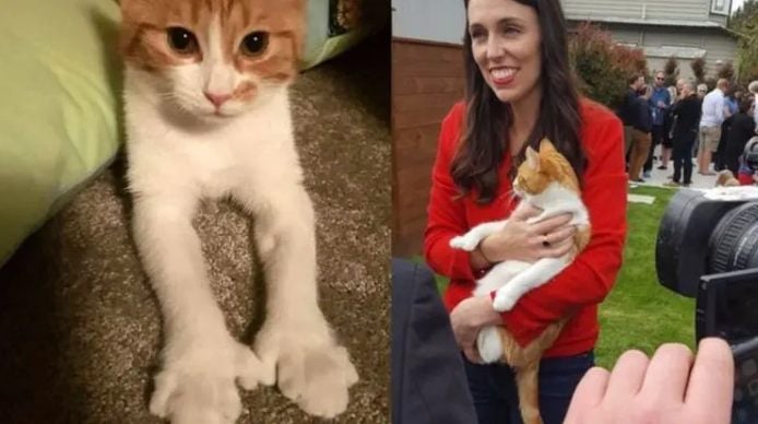 Jacinda Ardern peliharan kucing