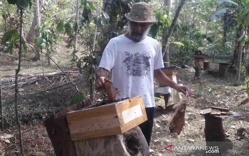 Peminat Madu Klanceng di Temanggung Meningkat