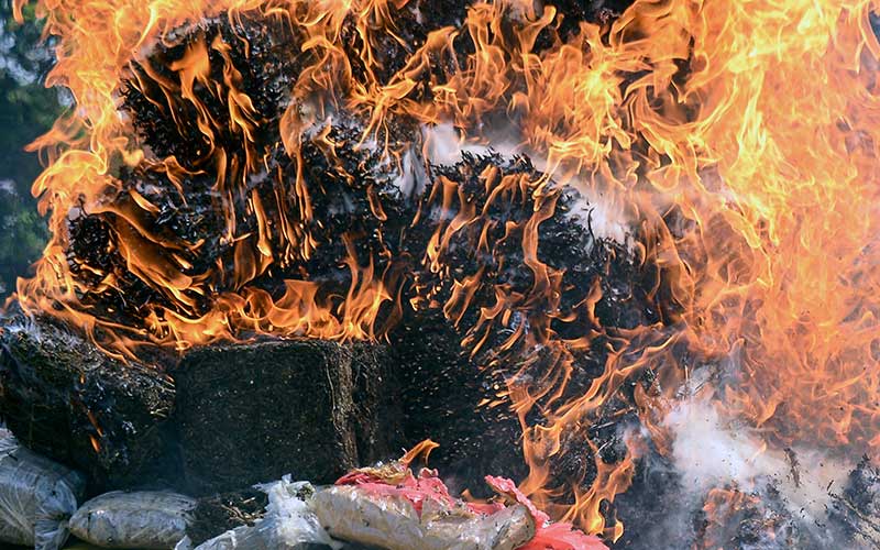 Foto-Foto Pemusnahan Mariyuana di Tanah Rencong