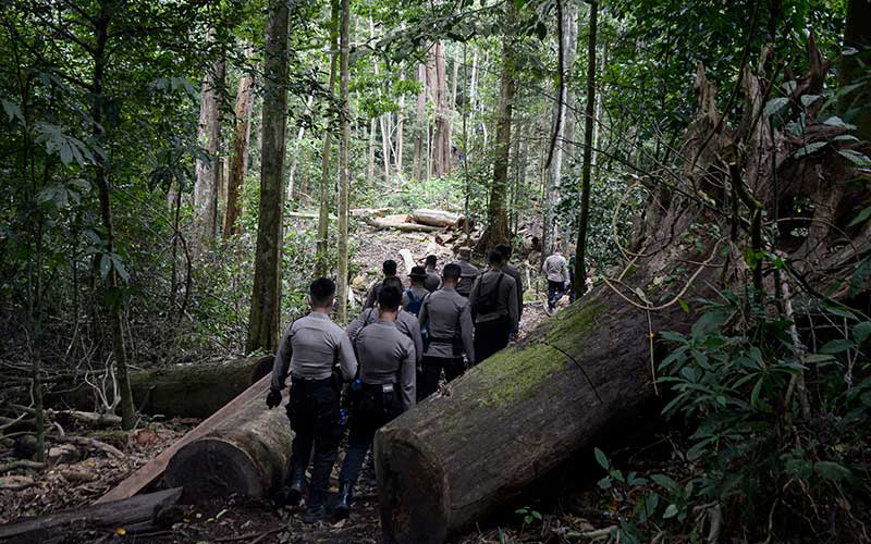 Foto-Foto Pemusnahan Mariyuana di Tanah Rencong