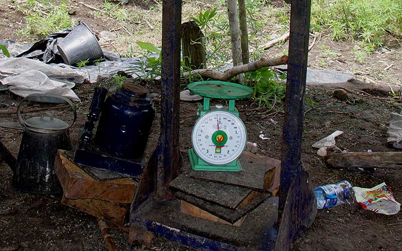 Foto-Foto Pemusnahan Mariyuana di Tanah Rencong