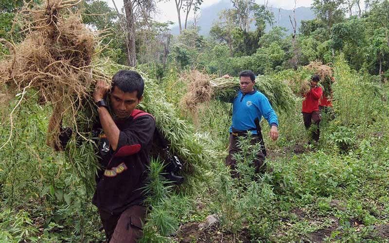 Foto-Foto Pemusnahan Mariyuana di Tanah Rencong