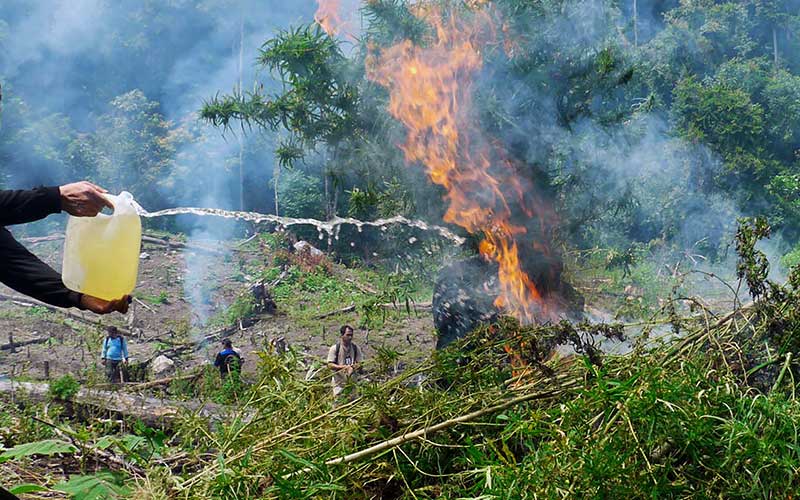 Foto-Foto Pemusnahan Mariyuana di Tanah Rencong