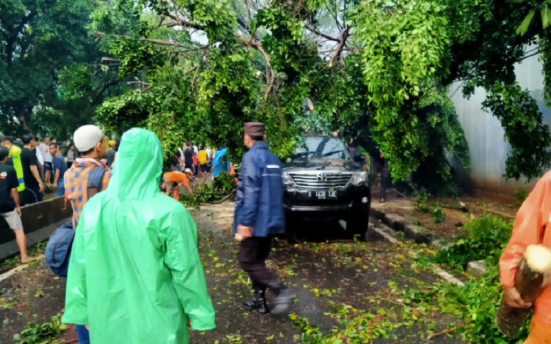 Jakarta Diguyur Hujan Lebat, Foto-Foto Pohon Tumbang di Kalimalang dan Permata Hijau