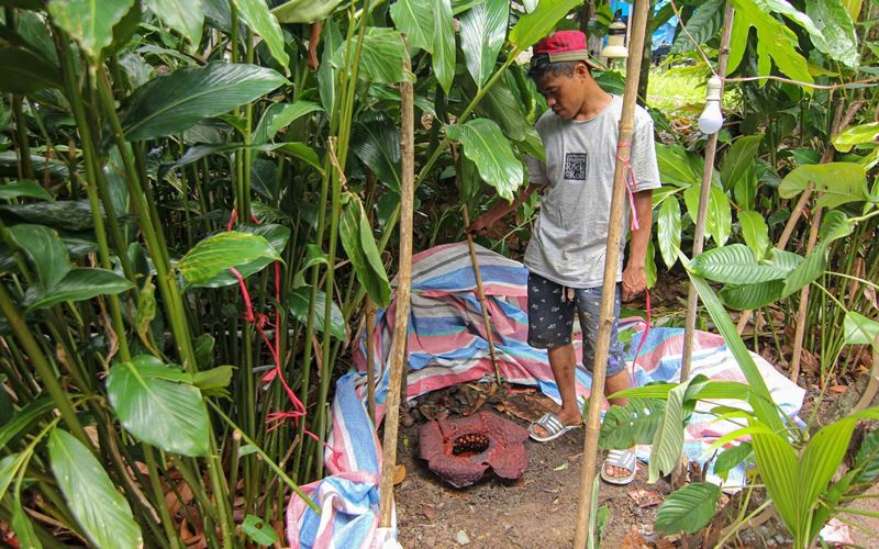 Megi memperlihatkan bunga Rafflesia Arnoldi yang tumbuh di samping rumahnya di Limau Manis, Kota Padang, Sumatra Barat, Kamis (9/2/2023). Rafflesia merupakan bunga langka dan merupakan jenis flora yang dilindungi berdasarkan Peraturan Menteri Lingkungan Hidup dan Kehutanan Nomor 106 Tahun 2018 Tentang Jenis Tumbuhan dan Satwa yang Dilindungi. Bisnis/Muhammad Noli Hendra