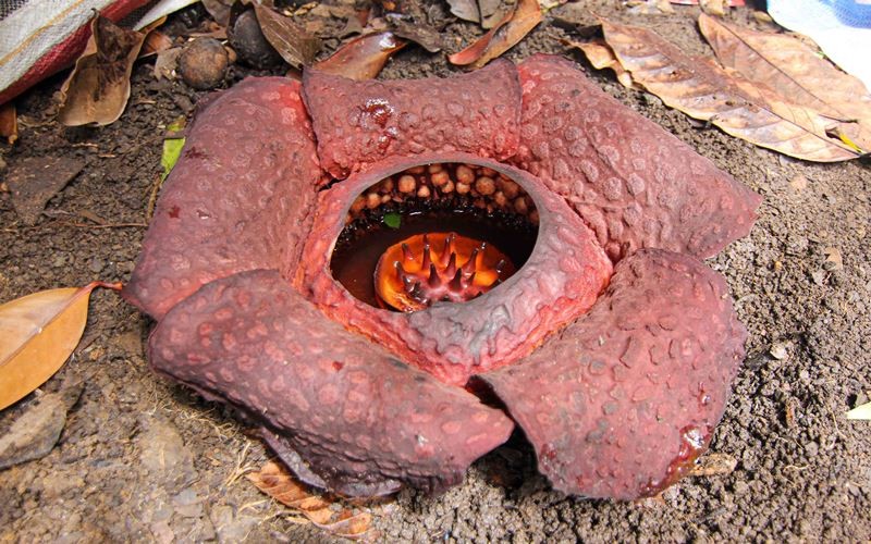 Megi memperlihatkan bunga Rafflesia Arnoldi yang tumbuh di samping rumahnya di Limau Manis, Kota Padang, Sumatra Barat, Kamis (9/2/2023). Rafflesia merupakan bunga langka dan merupakan jenis flora yang dilindungi berdasarkan Peraturan Menteri Lingkungan Hidup dan Kehutanan Nomor 106 Tahun 2018 Tentang Jenis Tumbuhan dan Satwa yang Dilindungi. Bisnis/Muhammad Noli Hendra