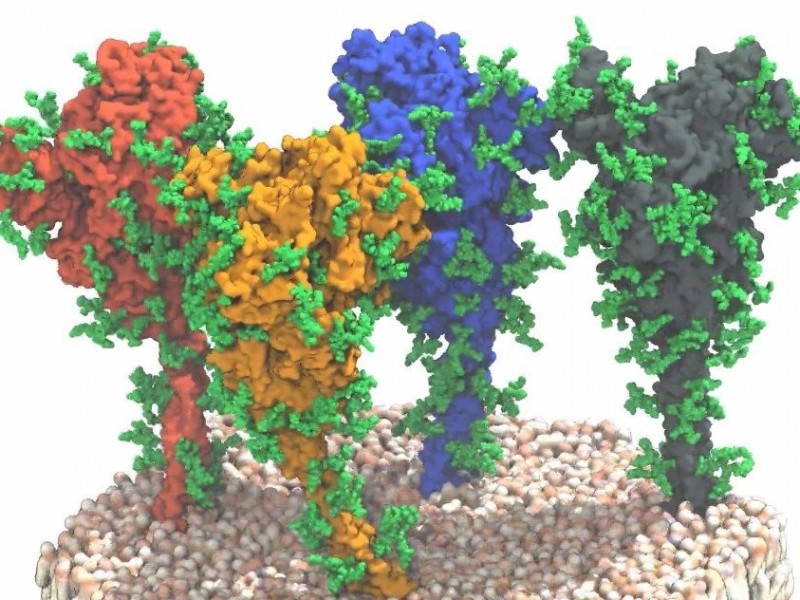 Protein Lonjakan Virus Corona Berubah Menjadi 10 Bentuk untuk Serang Sel Manusia