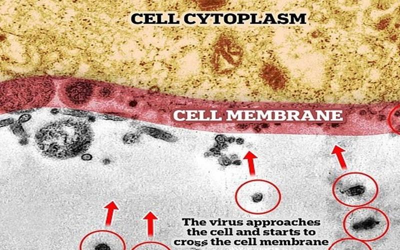 Detik-Detik Virus Corona Menyerang Sel Sehat