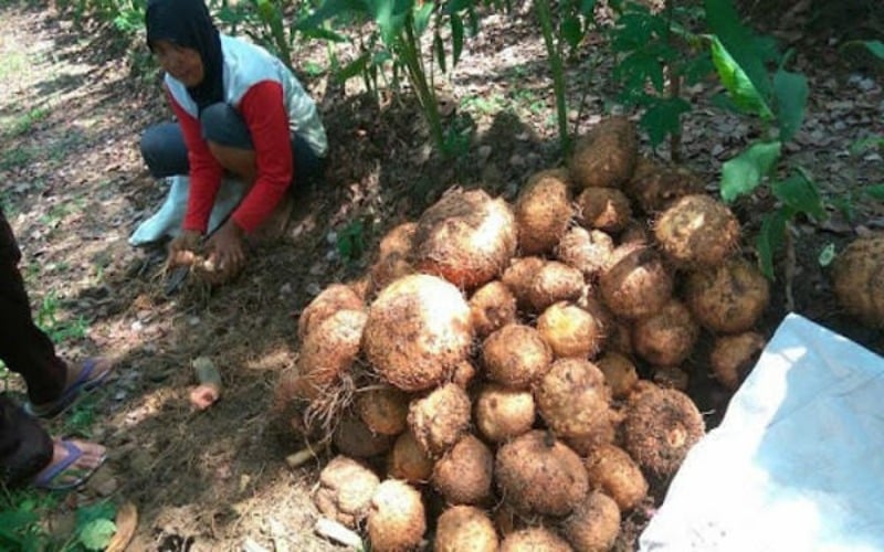 manfaat tanaman porang bagi kesehatan