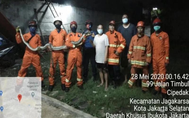 Ular Sanca Batik Sepanjang 3 Meter Sembunyi di Paralon Rumah Warga di Cipedak