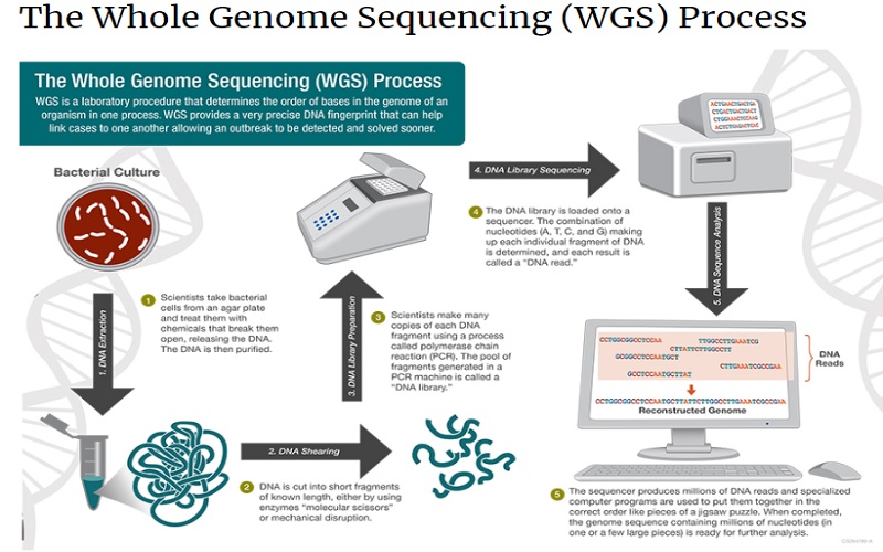 Mengenal Whole Genome Sequencing, Cara Tepat Deteksi Omicron 